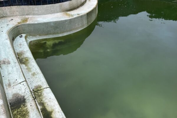 mscompletepools pool cleaning dallas 1