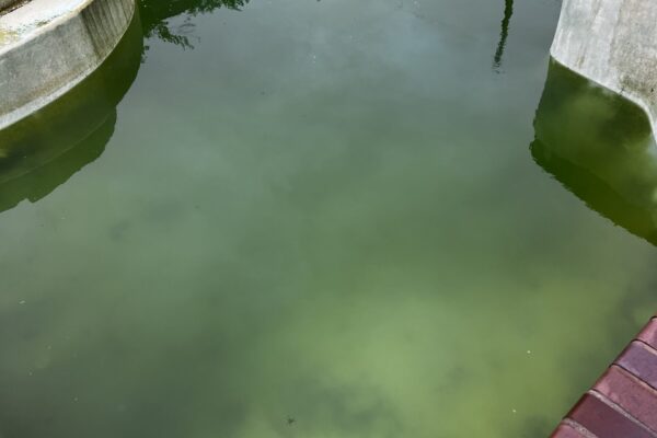 mscompletepools pool cleaning dallas