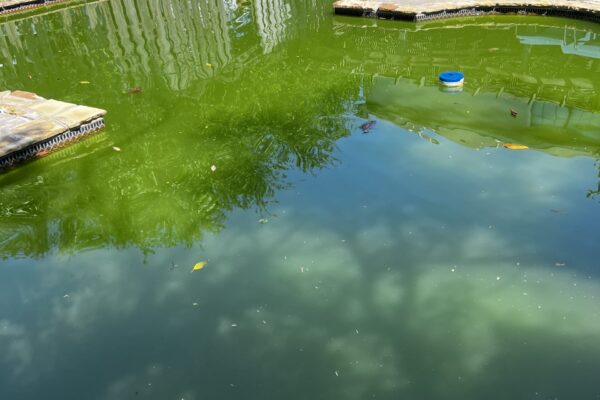 mscompletepools pool cleaning denver rowlett 1