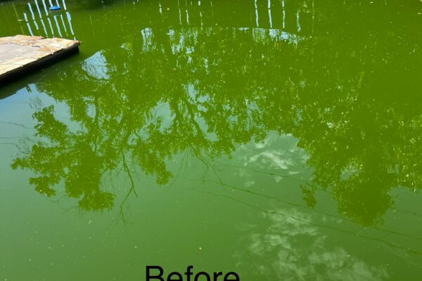 mscompletepools pool cleaning denver rowlett