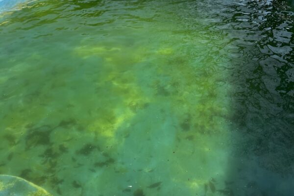 mscompletepools pool cleaning mckinney