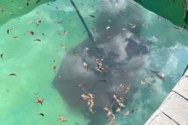 mscompletepools umbrella removal 1