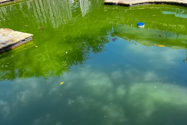 mscompletepools pool cleaning denver rowlett 1