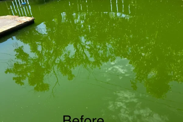 mscompletepools pool cleaning denver rowlett