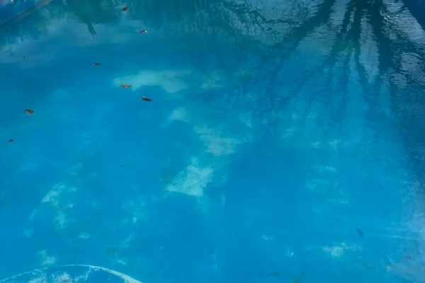 mscompletepools pool cleaning mckinney 6